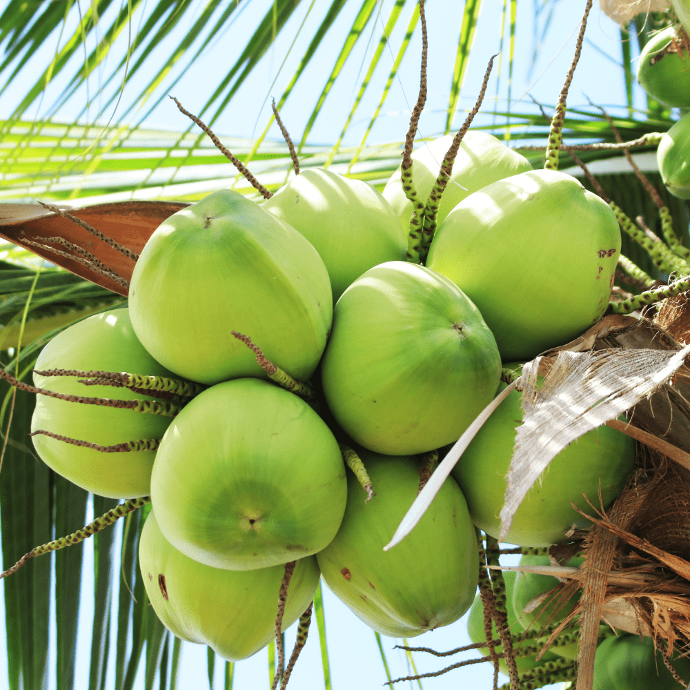 Cây giống Dừa Xiêm Xanh Lùn - Nông trang Island | Caygiong.com