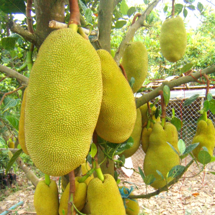 Cây giống Mít Nghệ Cao Sản M99I - Nông trang Island | Caygiong.com