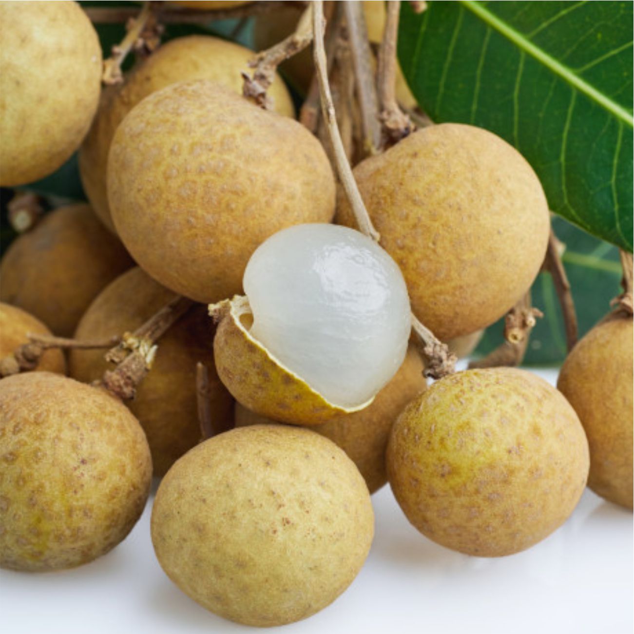 Cây giống Nhãn Hồng Phúc - Nông trang Island | Caygiong.com