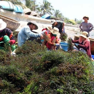 From ocean to industry: Pure natural spinosum seaweed for high-quality processing