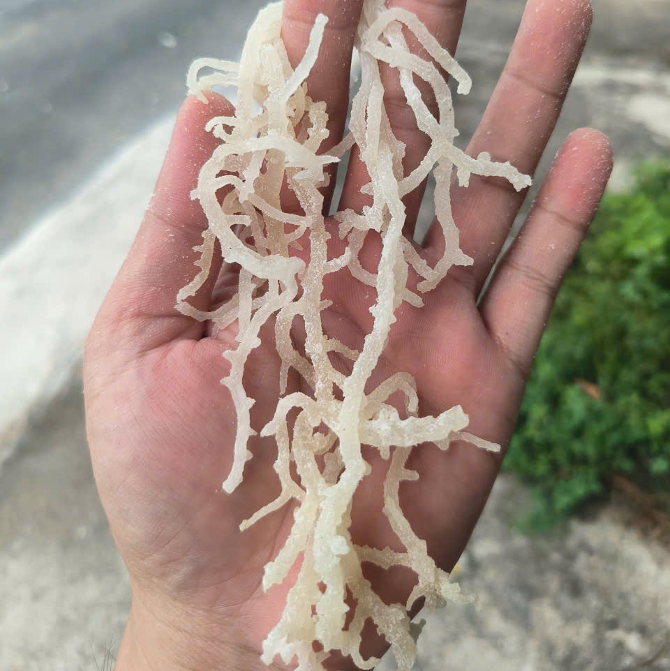 Eco-friendly spinosum harvest: Why environmental certification matters now more than ever