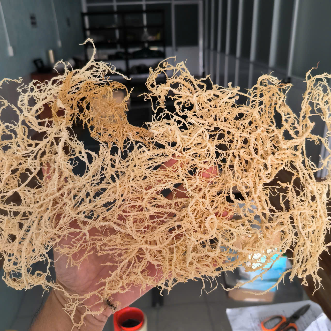 From nature to application: Raw spinosum seaweed for functional formulations