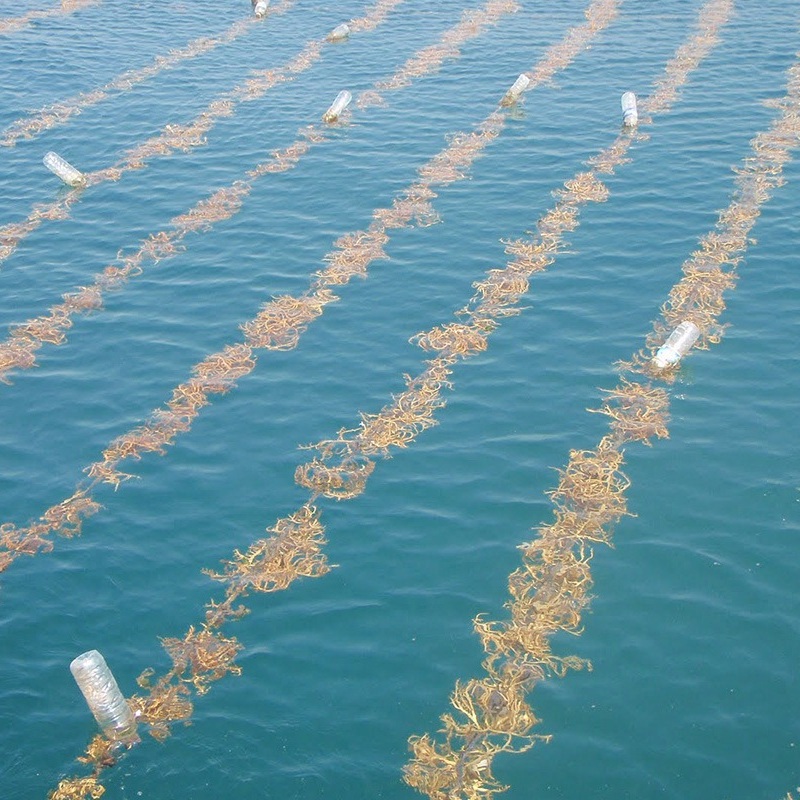 Quy trình nuôi rong sụn chuẩn kỹ thuật – bí quyết giữ trọn giá trị dinh dưỡng tự nhiên