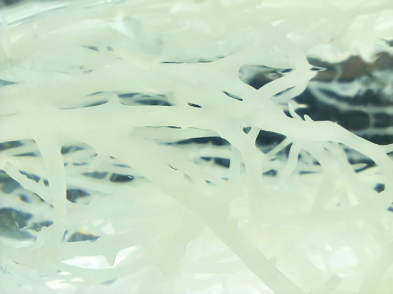 Sea moss for hormone balance is becoming a popular natural solution for people looking to regulate their hormones and improve their overall health. It is packed with essential vitamins and minerals that are especially beneficial for women. In this article, we will dive deeper into the numerous benefits of sea moss, explore how it promotes hormonal harmony, and share practical tips on seamlessly incorporating this nutrient-dense ingredient into your daily diet. Join us as we uncover the potential of sea moss for women's hormone balance! 1.	How to Control Hormonal Imbalance with Sea Moss Hormonal balance is crucial for our overall health, influencing everything from mood and metabolism to growth and reproductive functions. Sea moss for hormone balance may benefit those seeking a natural solution to hormonal imbalances.  1. Its abundant mineral content contributes to hormone regulation. Sea moss for hormone balance is rich in 92 of the 102 minerals your body needs, including calcium, iron, and zinc. These minerals play a vital role in maintaining optimal hormonal levels. Its nutrient-dense profile supports the endocrine glands that produce and release hormones into the bloodstream. One of the notable aspects of using sea moss for hormone balance is its wealth of nutrients that can mitigate symptoms associated with hormonal imbalances. Many individuals experience symptoms such as weight fluctuations, fatigue, mood swings, and skin issues due to hormonal discrepancies. Sea moss can provide the essential building blocks for hormone synthesis, promoting a healthier balance over time. In addition to its direct benefits on hormonal health, sea moss for hormone balance can contribute to overall well-being. The high fiber content aids digestion and may help regulate metabolism, reducing stress on the endocrine system.  2.	The benefits of adding sea moss to women's hormone-balancing Supplementing sea moss for hormone balance into your diet can lead to various benefits, especially for women looking to enhance their hormonal health. 2.1. Enhancing fertility  Hormonal imbalances can lead to infertility and reduced libido in women. Sea moss is rich in iodine, which is essential for thyroid function. A well-functioning thyroid boosts libido, improves moods, enhances sleep, and increases overall reproductive health. The iodine content in sea moss for hormone balance significantly supports thyroid activity, potentially enhancing fertility rates. 2. Sea moss contains essential vitamins and minerals.  Additionally, sea moss contains vital nutrients like zinc and folic acid, essential for maintaining a healthy reproductive system. These minerals promote circulation in the reproductive organs, adding to the sea moss female benefits. 2.2. Increasing libido Stress and depression are common factors that contribute to decreased sex drive. Sea moss is high in omega-3 fatty acids, effectively managing these psychological issues. Furthermore, low testosterone levels can result in diminished sexual desire. By consuming sea moss for hormone balance, you can benefit from increased levels of magnesium, zinc, and vitamin D, which are known to enhance testosterone production naturally. 2.3. Elevating mood A lack of magnesium and potassium can lead to irritability, mood swings, and heightened anxiety. Studies suggest that sufficient magnesium intake is linked to improved mental health, including reduced anxiety and depression symptoms. Sea moss is an excellent source of these essential minerals for hormone balance.  Sea moss is abundant in B vitamins, particularly vitamin B12 and folate, which play crucial roles in neurotransmitter synthesis, enhancing mood and emotional well-being. The inclusion of sea moss for hormone balance in your diet can significantly contribute to improved emotional health by providing these vital nutrients. Vitamin D in sea moss is equally significant and is known for its positive impact on mood regulation and reducing depressive symptoms. 3.	Step-by-step guide to using sea moss for hormonal balance 3.1. Choose quality sea moss When incorporating sea moss into your diet, selecting high-quality options is paramount. Look for sustainably harvested sea moss, with a preference for organic varieties like Lam Hong sea moss. This nutrient-dense seaweed is rich in iodine, calcium, magnesium, and various vitamins, which are crucial in maintaining hormonal health.  3. The amino acids in sea moss may help reduce stress.  Our premium raw sea moss is harvested from the pristine, unpolluted waters off the coast of Nha Trang, Vietnam. This region is celebrated for its crystal-clear environment and rich biodiversity, making it a perfect habitat for high-quality sea moss to flourish. The process of harvesting Lam Hong sea moss is very meticulous. Local harvesters handpick the sea moss, carefully selecting only mature and healthy specimens. By focusing on sea moss for hormone balance, you can choose a product that supports female hormonal health effectively.  When shopping for sea moss, always prioritize quality over quantity. By choosing high-quality sea moss, such as Lam Hong wildcraft sea moss, you can improve your female hormonal health and experience the full benefits of sea moss for hormone balance. 3.2. Add sea moss into your diet to balance hormone  Raw sea moss is an incredibly nutrient-dense ingredient compared to other products, making it an excellent choice for women looking to balance their hormones. Using sea moss for hormone balance, you can harness its decadent array of vitamins and minerals that support overall hormonal health. To create a gel from raw sea moss, soak it in water until it expands, then blend it until smooth. This gel can be easily incorporated into your daily routine, providing a natural way to enjoy the benefits of sea moss for hormone balance.  Incorporating sea moss for hormone balance into your diet may help regulate menstrual cycles, alleviate symptoms of PMS, and enhance overall well-being.  4. Sea moss helps alleviate symptoms of premenstrual syndrome (PMS). You can add a couple of spoonfuls of sea moss gel to your morning smoothie for a nutrient boost. Mix sea moss gel into your breakfast for added creaminess and nutrition. Moreover, you can also dissolve sea moss gel in herbal teas or warm water.  If you suspect you might have a hormonal imbalance, consider consulting with a healthcare professional and incorporating sea moss for hormone balance into your routine. Whether consumed in smoothies, soups, or as a gel, sea moss can be a delicious and nutritious way to support your hormonal health and overall vitality. To experience the exceptional benefits of this nutrient-rich superfood, choose Lam Hong wildcrafted sea moss to get the best.