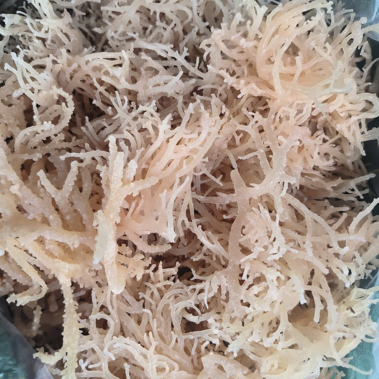 Eucheuma Cottonii