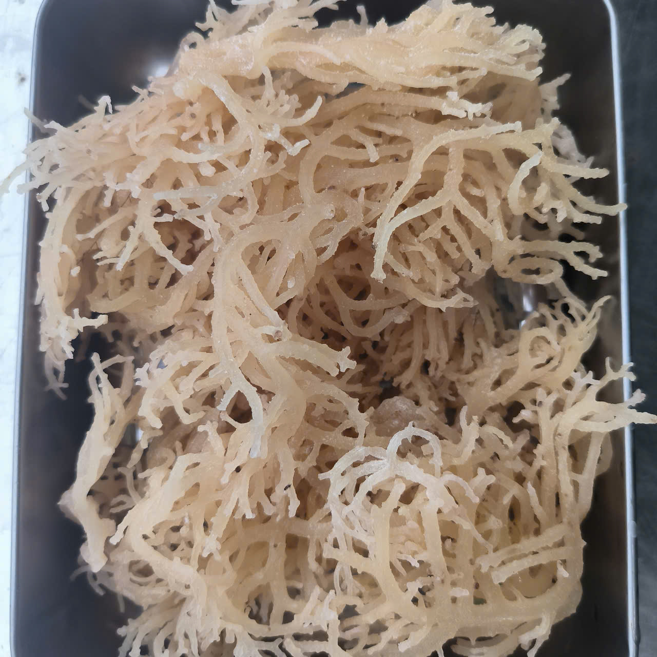 Eucheuma Cottonii