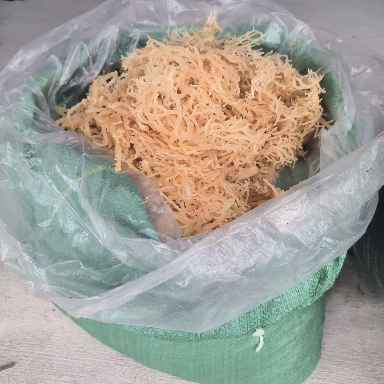 Eucheuma Cottonii