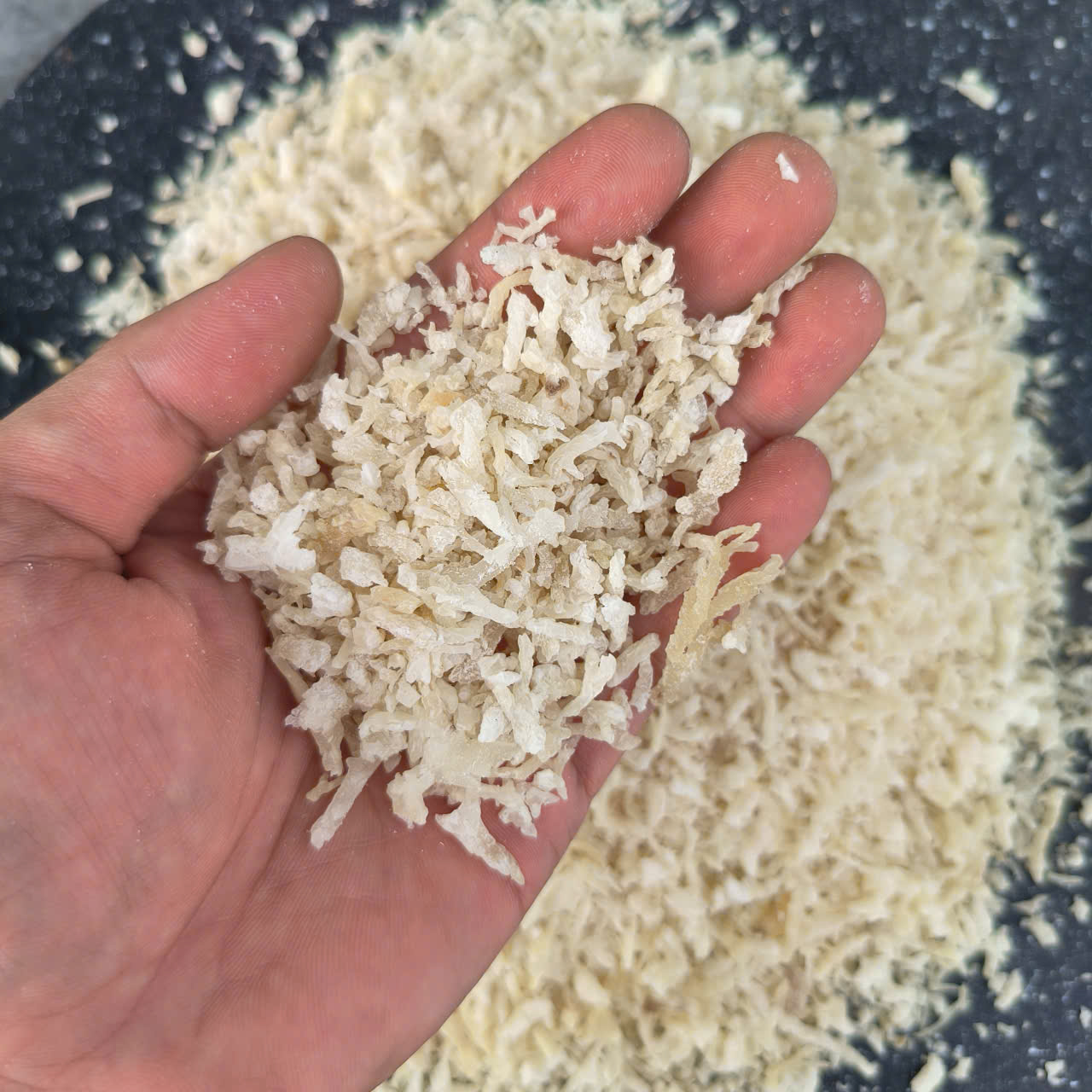 Eucheuma Cottonii