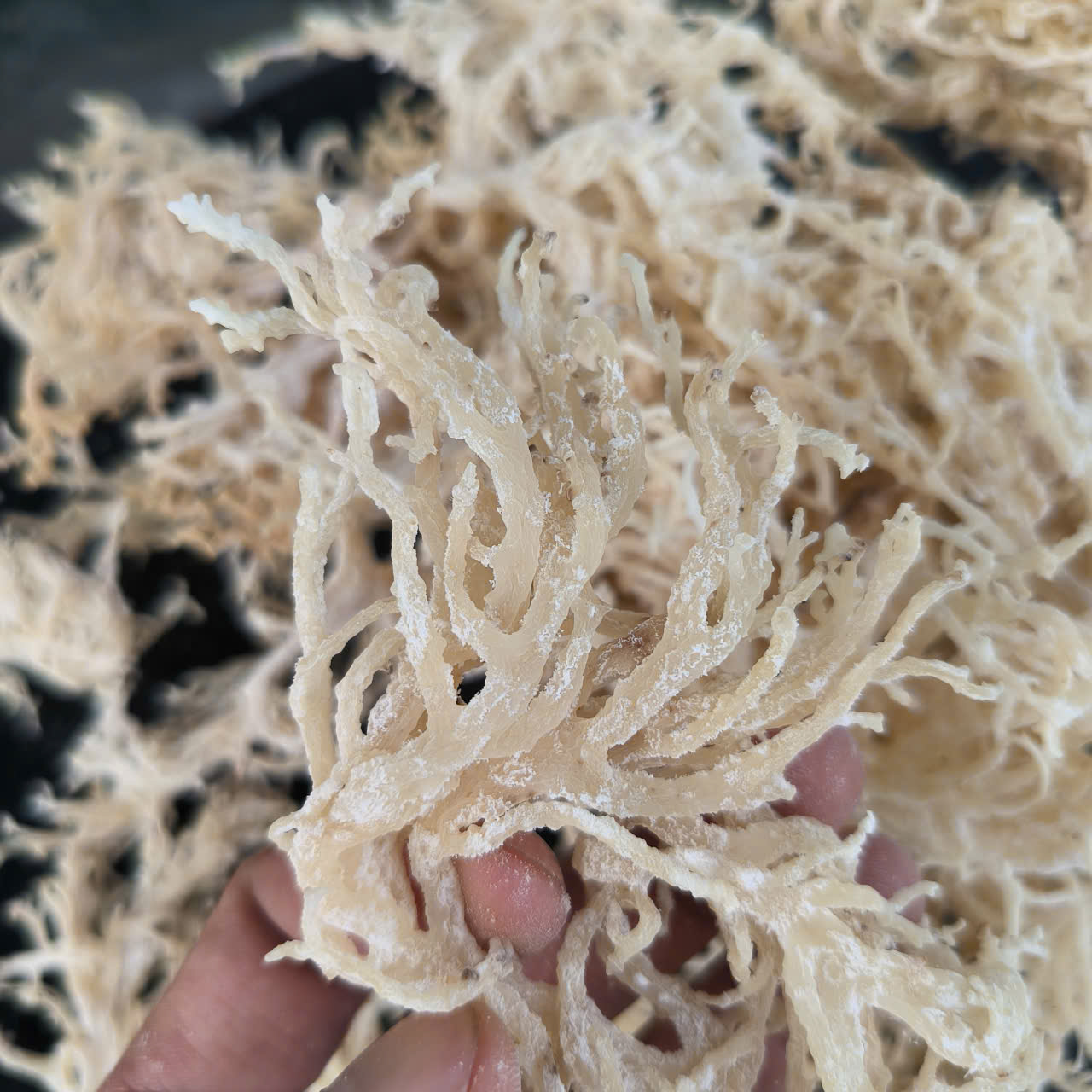 Eucheuma Cottonii