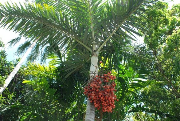 Cây Cau Đuôi Chồn | Công ty Cổ Phần Sản Xuất và Dịch Vụ Cảnh Quan Minh Khôi