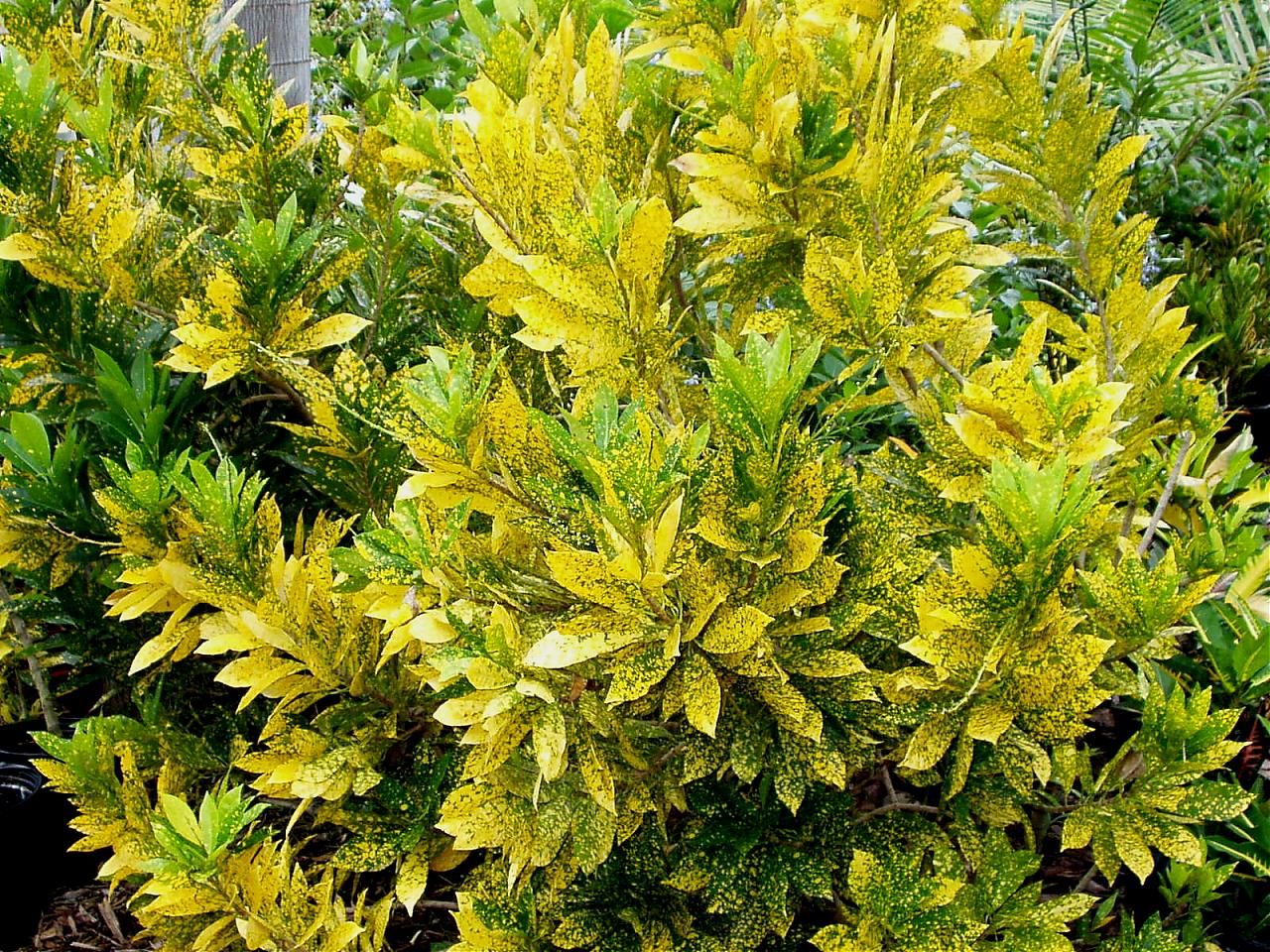 Cây Cô Tòng Lá Đốm | Công Ty Cổ Phần Sản Xuất Và Dịch Vụ Cảnh Quan Minh Khôi