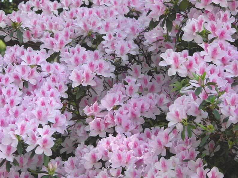 Cách trồng hoa đỗ quyên và kỹ thuật chăm sóc ra hoa đẹp