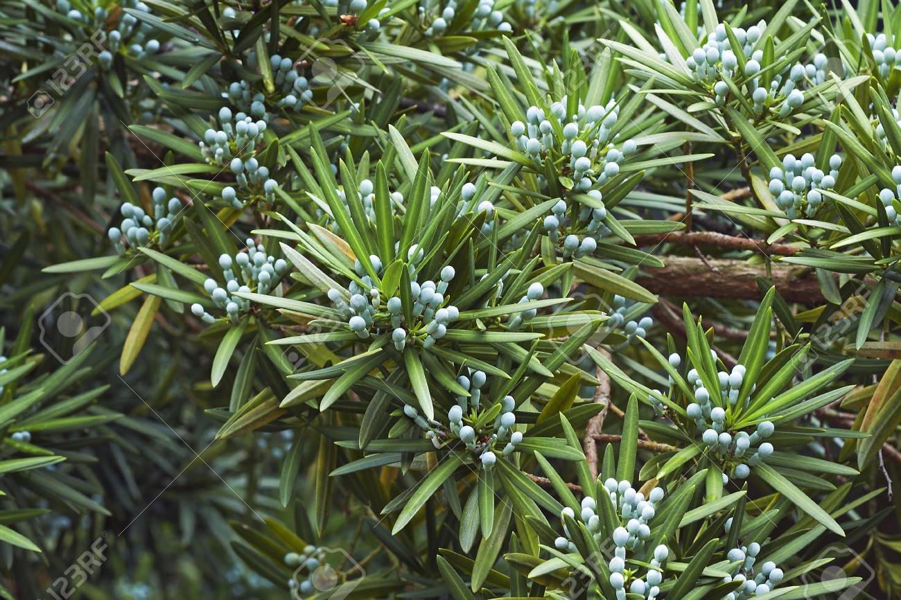 Podocarpus pallidus