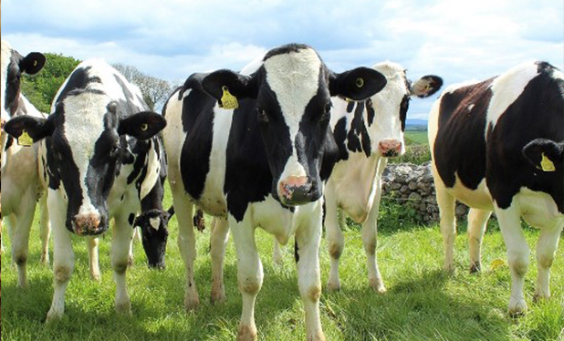 Xây dựng chuồng trại nuôi bò sữa đạt tiêu chuẩn
