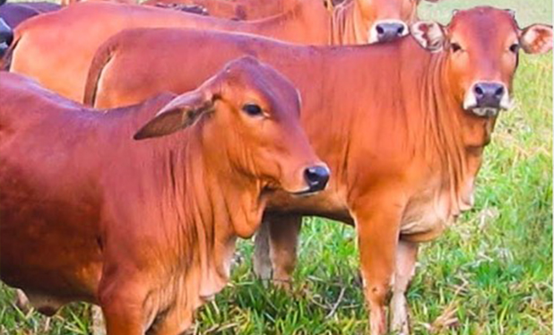 Những nguyên nhân gây bệnh tiêu chảy ở trâu bò Những nguyên nhân gây bệnh tiêu chảy ở trâu bò