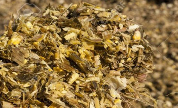 Kỹ thuật ủ chua cỏ cho bò Kỹ thuật ủ chua cỏ cho bò