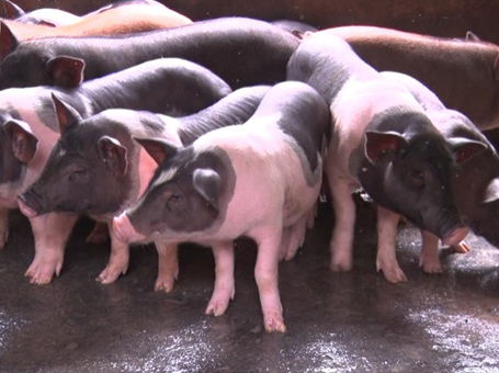 Một số giống lợn quý ở Việt Nam
