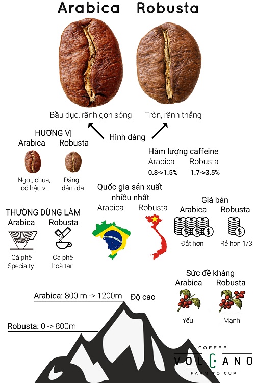 Hạt cà phê Arabica và Robusta đặt cạnh nhau để so sánh hình dáng và rãnh giữa hạt