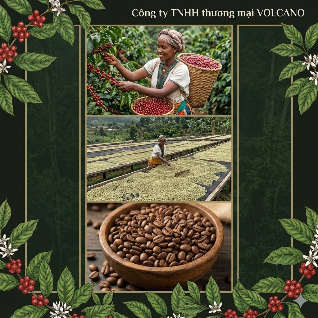 Robusta có phải tương lai của ngành cà phê?