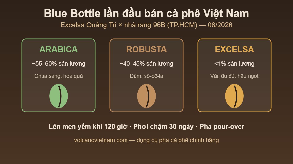 So sánh Arabica, Robusta và Excelsa — Blue Bottle lần đầu bán cà phê Excelsa Quảng Trị Việt Nam