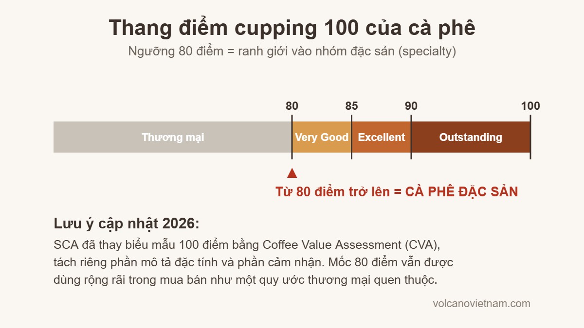 Thang điểm cupping 100 và ngưỡng 80 điểm của cà phê đặc sản