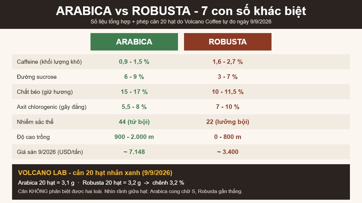 So sánh Arabica và Robusta: caffeine, đường, chất béo, axit chlorogenic và giá sàn tháng 9/2026