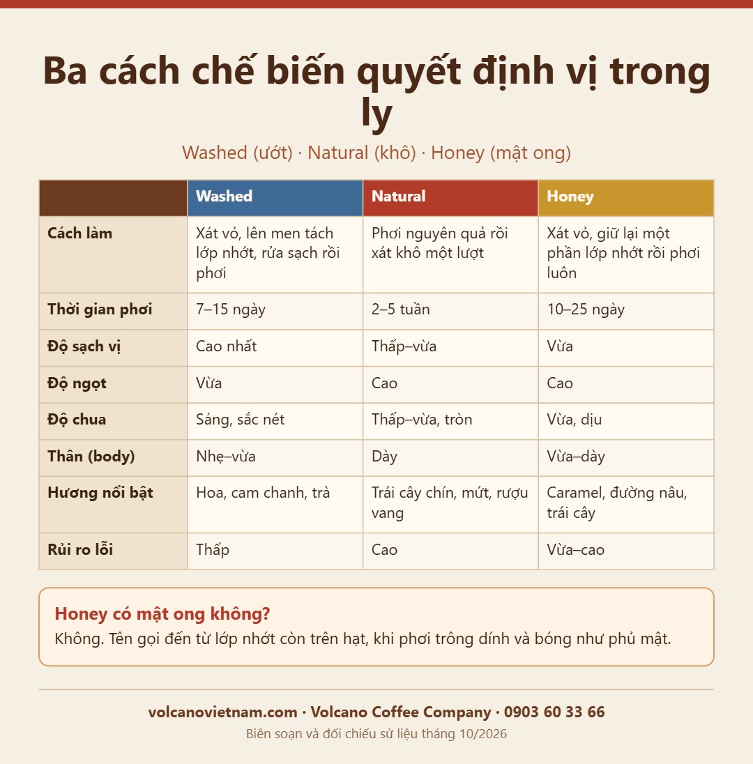 So sánh ba cách chế biến cà phê washed, natural, honey: cách làm, thời gian phơi, độ ngọt, độ chua, thân