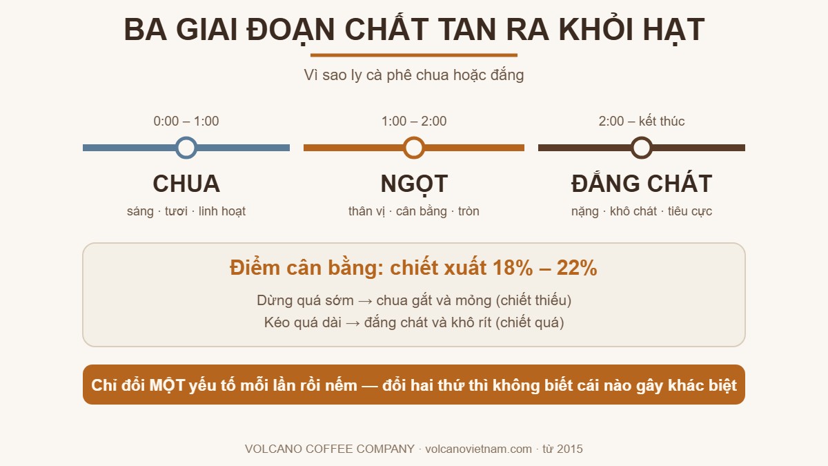 Ba giai đoạn chất tan ra khỏi hạt cà phê pha tay: chua sáng, ngọt cân bằng, đắng chát — mức chiết xuất chuẩn 18-22%