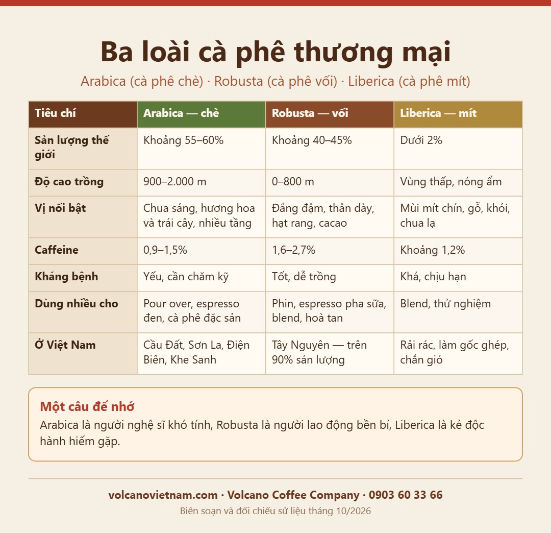 So sánh ba loài cà phê Arabica (cà phê chè), Robusta (cà phê vối), Liberica (cà phê mít): sản lượng, độ cao, vị, caffeine