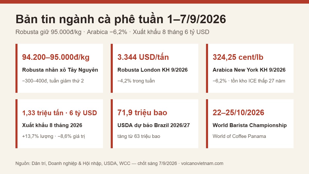 Bản tin ngành cà phê tuần 1–7/9/2026: Robusta 95.000đ/kg, Arabica giảm 6,2%, xuất khẩu 8 tháng 6 tỷ USD