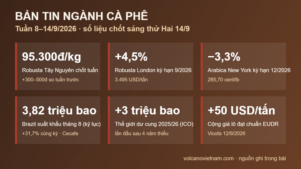 Bản tin ngành cà phê tuần 8–14/9/2026: Robusta 95.300đ/kg, London +4,5%, Arabica −3,3%, Brazil xuất khẩu kỷ lục 3,82 triệu bao