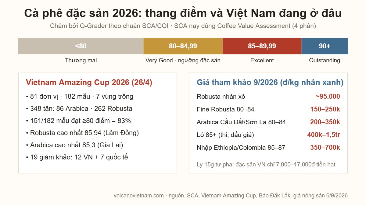 Infographic cà phê đặc sản 2026: thang điểm cupping, kết quả Vietnam Amazing Cup 2026 và giá tham khảo nhân xanh