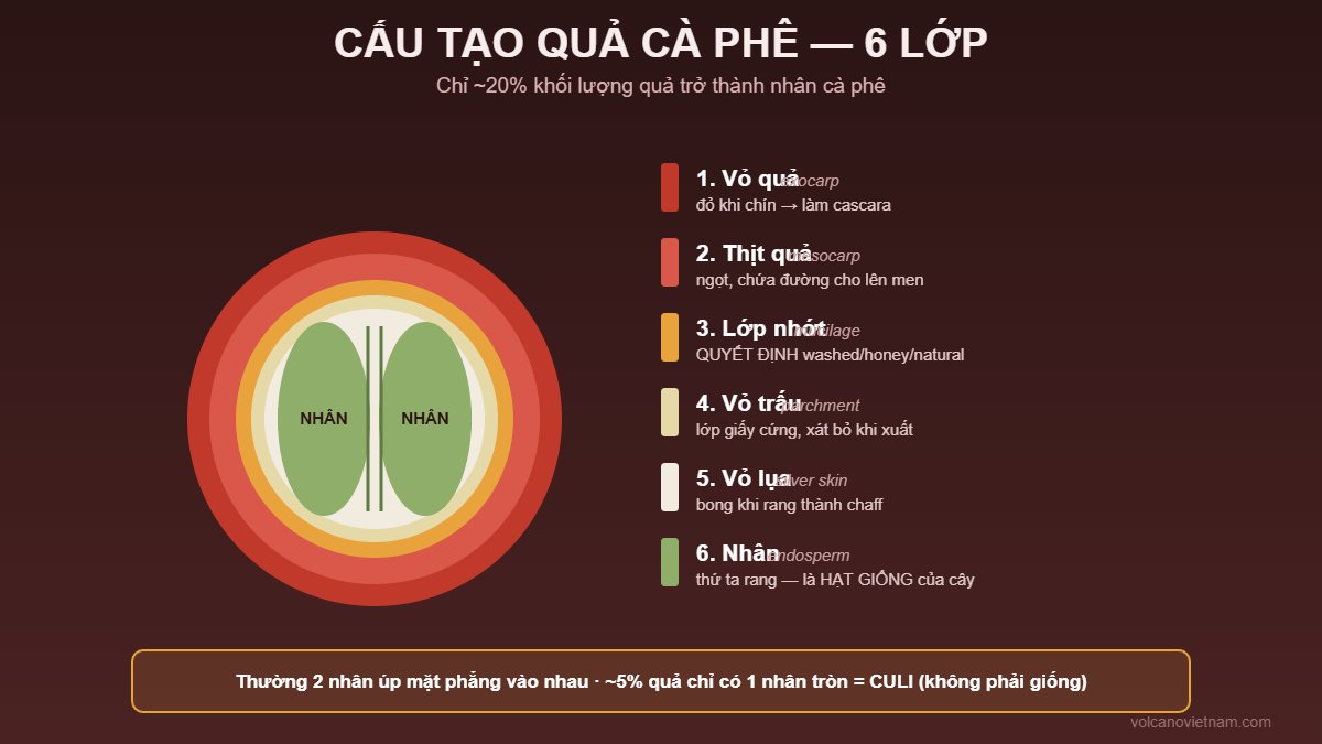 Cấu tạo quả cà phê 6 lớp cắt đôi: vỏ quả, thịt quả, lớp nhớt mucilage, vỏ trấu parchment, vỏ lụa silver skin và hai nhân bên trong