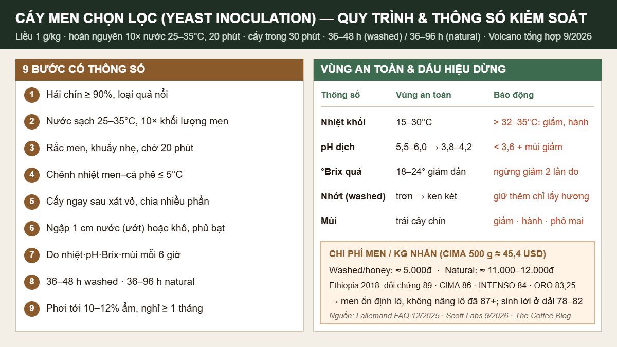 Sơ đồ cấy men chọn lọc yeast inoculation: 9 bước có thông số, vùng an toàn nhiệt pH Brix và chi phí men mỗi kg nhân