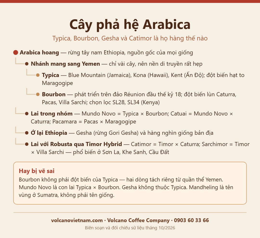 Cây phả hệ Arabica: Typica, Bourbon, Caturra, Mundo Novo, Gesha, Catimor có quan hệ thế nào