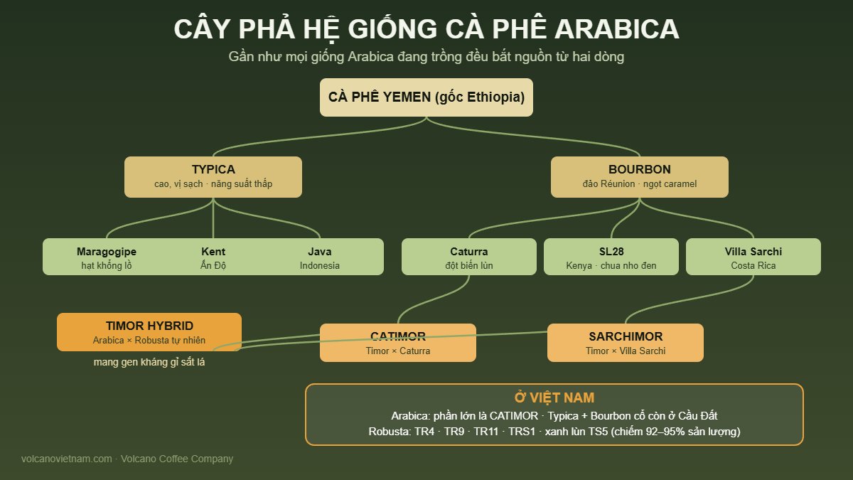 Cây phả hệ giống cà phê Arabica: từ Yemen ra Typica và Bourbon, sinh ra Caturra, SL28, Catimor, Sarchimor và các giống trồng ở Việt Nam