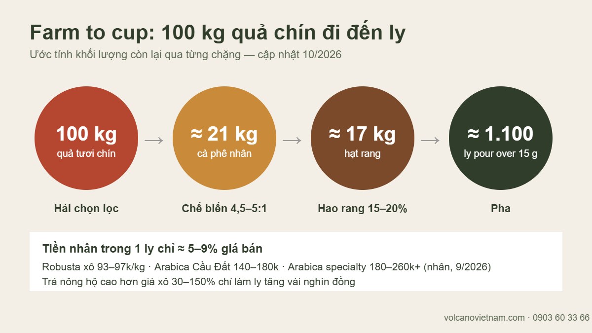 Farm to cup: 100 kg quả cà phê chín thành khoảng 21 kg nhân, 17 kg hạt rang và 1.100 ly