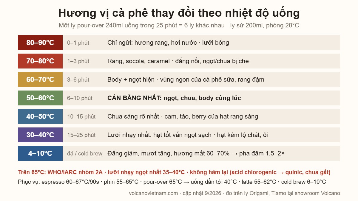 Infographic hương vị cà phê thay đổi theo nhiệt độ uống từ 90°C xuống 4°C và nhiệt độ phục vụ chuẩn