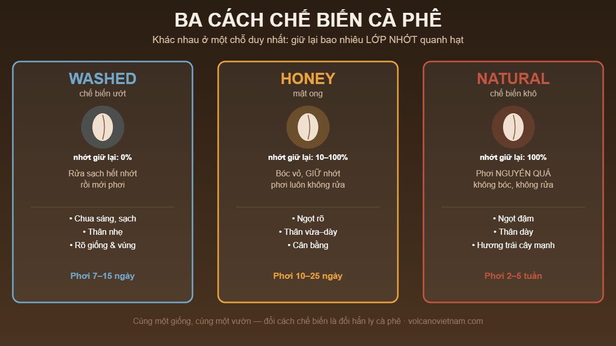 So sánh ba cách chế biến cà phê washed, honey và natural: lượng lớp nhớt giữ lại, thời gian phơi và vị đặc trưng