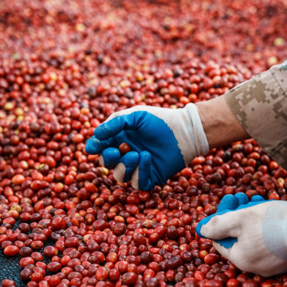 Phân loại quả cà phê chín sau thu hái