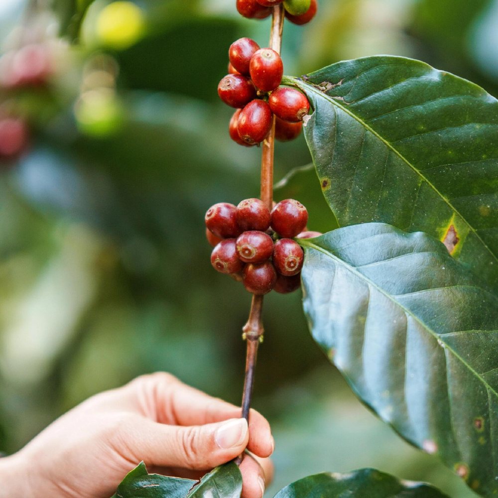 Hái chọn quả cà phê chín