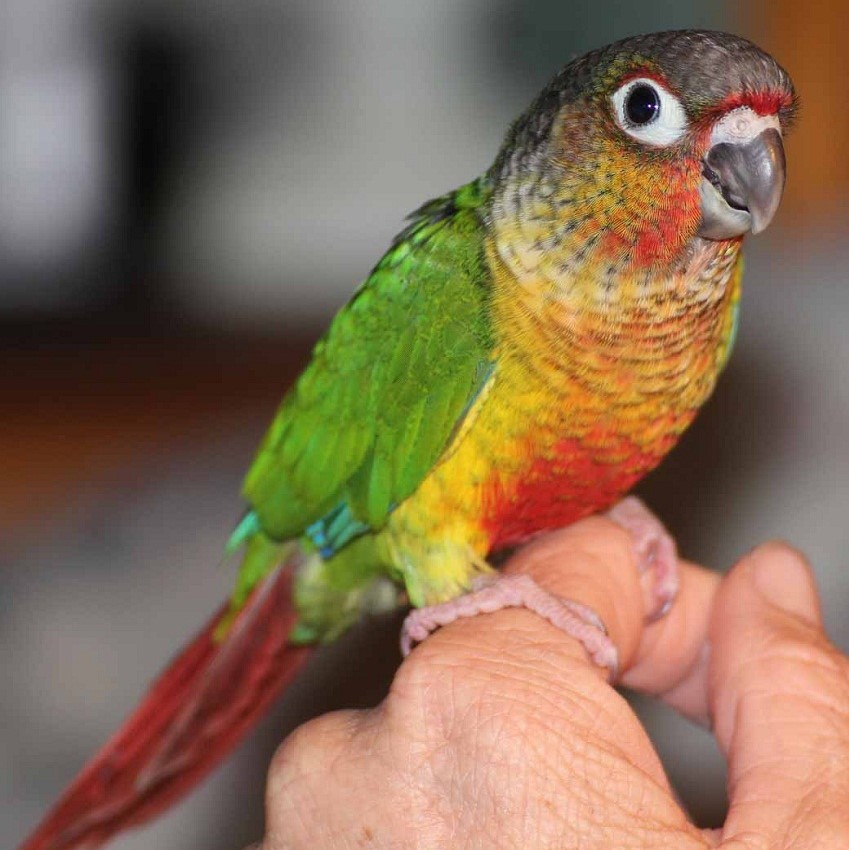 Hồ sơ loài vẹt má xanh(Green-Cheeked Parakeet)