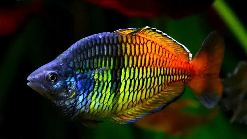 Cách nuôi cá Cầu Vồng khỏe mạnh đầy sắc màu