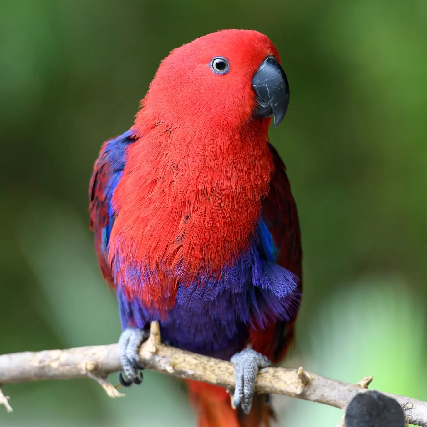 Scarlet Macaw - Pet Me Shop
