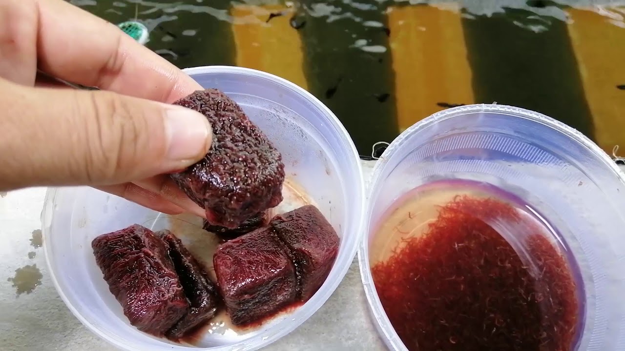 Trùn chỉ đông lạnh