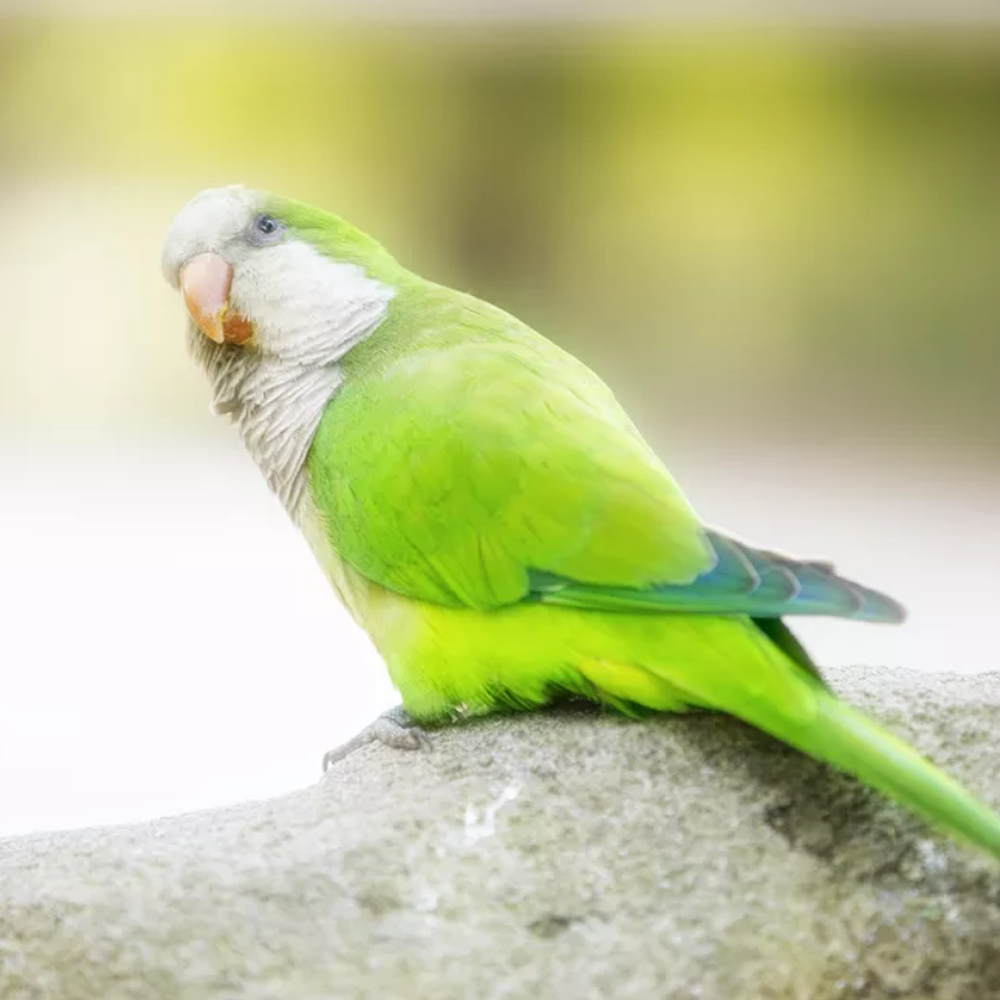 Some Bird Species Banned from Importing into Vietnam Some Bird Species Banned from Importing into Vietnam