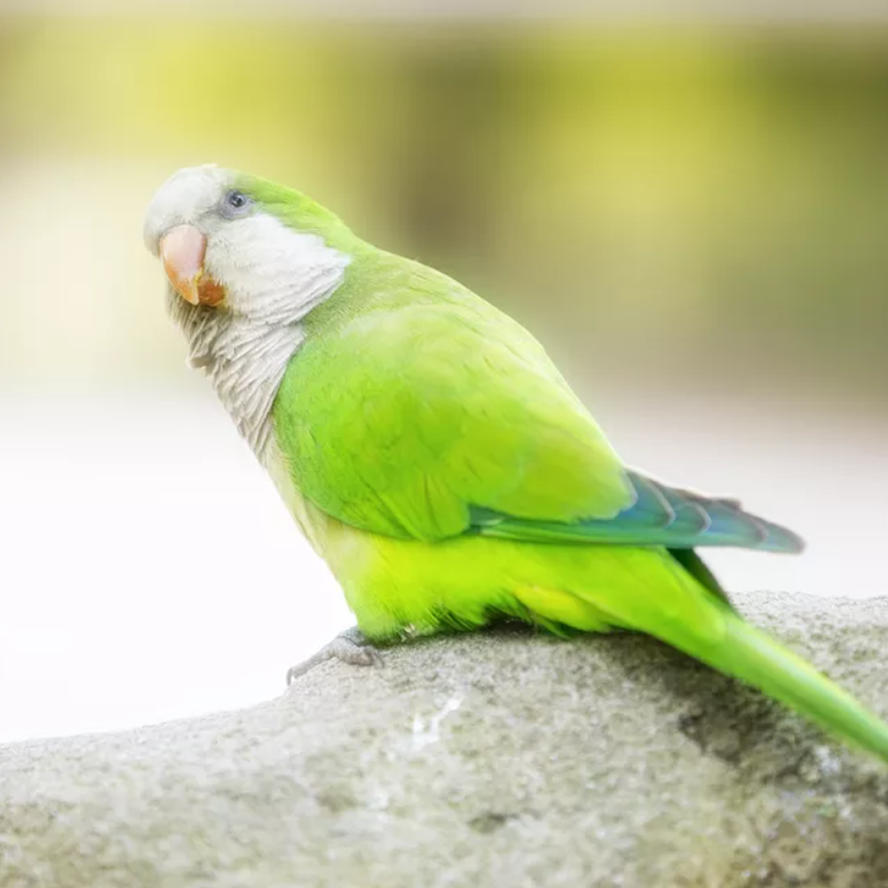 Hồ sơ loài vẹt Quaker(Monk Parakeet)