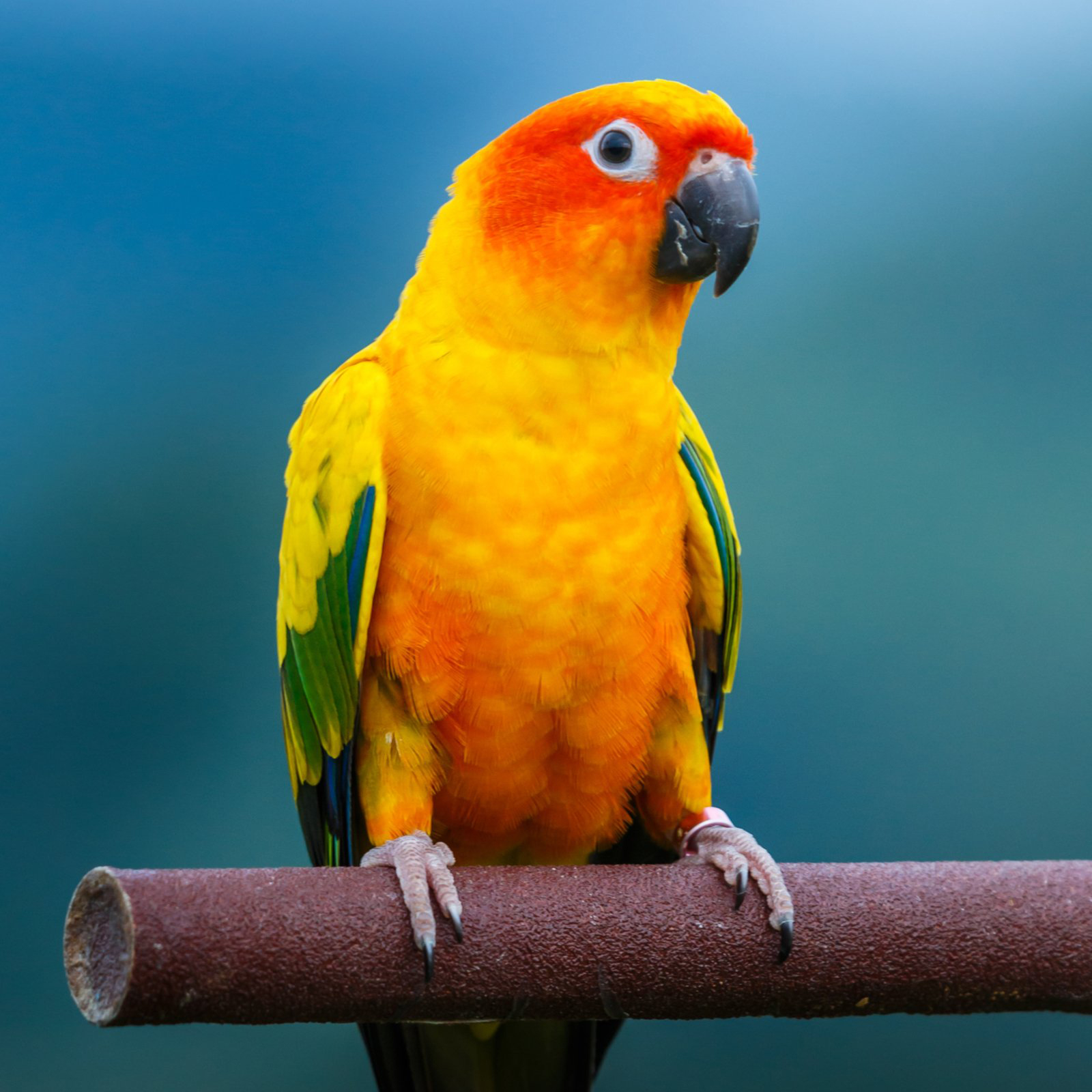 Hồ sơ loài vẹt Sun Conure