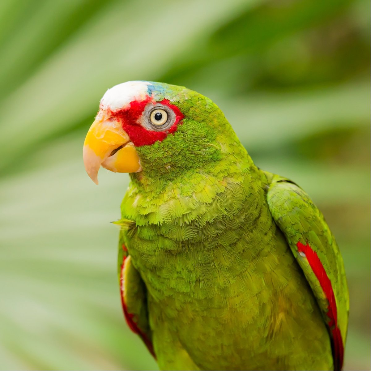 10 Loài vẹt AMAZON thích hợp nhất làm thú cưng