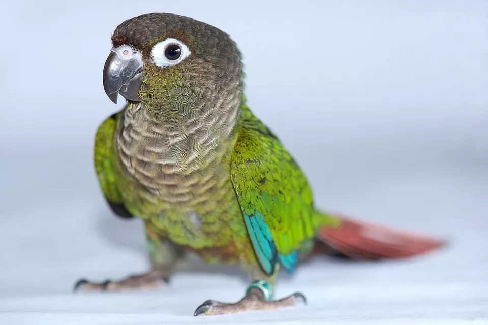 Vẹt Green Cheek là chim gì?